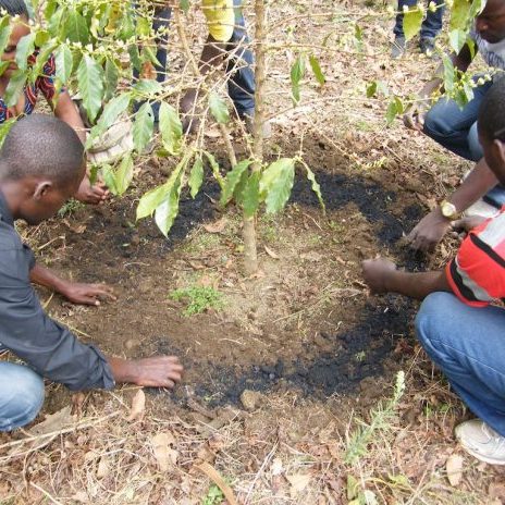 Tree growing in biochar-treated soil.